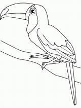 Toucan Kleurplaat Kolorowanki Tucano Kleurplaten Vogels Tucan Colorat Pasari Tukan Tukany Coloriages P108 Oiseaux Ptaki Uccelli Oiseau Planse Toco Tekenen sketch template