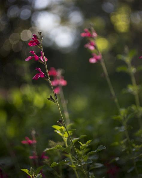 louisiana native plants  add   garden homegarden nolacom