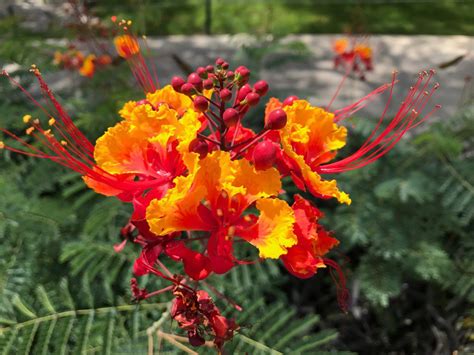 This Beautiful Tropical Plant From Barbados Is A Great Addition To