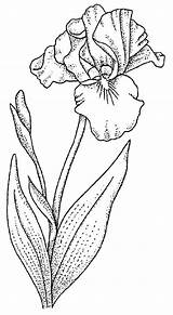 Iris Drawing Coloring Pages Stencil Flower Line sketch template