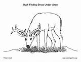 Grass Eating Adaptations Buck Deer Winter Animal Snow Coloring Under Mural Survival Adaptation Grazing sketch template