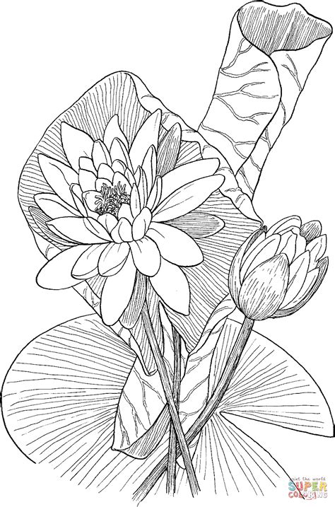 nymphaea odorata or fragrant water lily coloring page