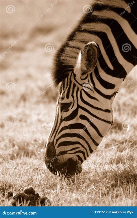 zebra grazing stock photo image  bergsebra eating