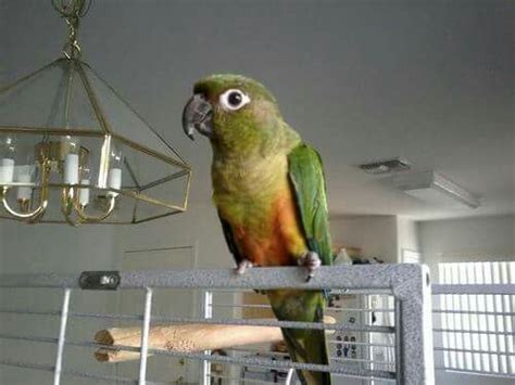 sungcc hybrid parrot