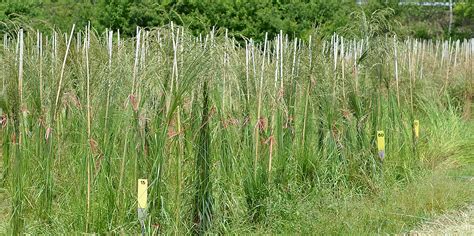 polycross breeding of tall fescue profits from molecular