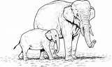 Animais Elefante Elefantes Africanos Elephants Africano Zwierzeta Gajah Mewarnai Wydrukowania Binatang Anak Sheets Pintarcolorir Supercoloring Tk 2560 Malowanki sketch template