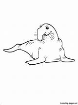 Seal Coloring Pages Baby Getcolorings Colouring sketch template