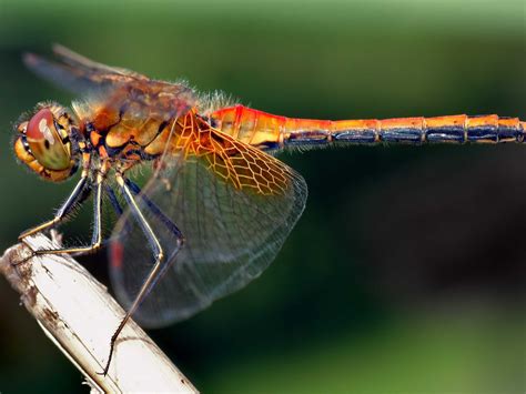dragonflies   crazy deadly predator drones   animal kingdom business insider