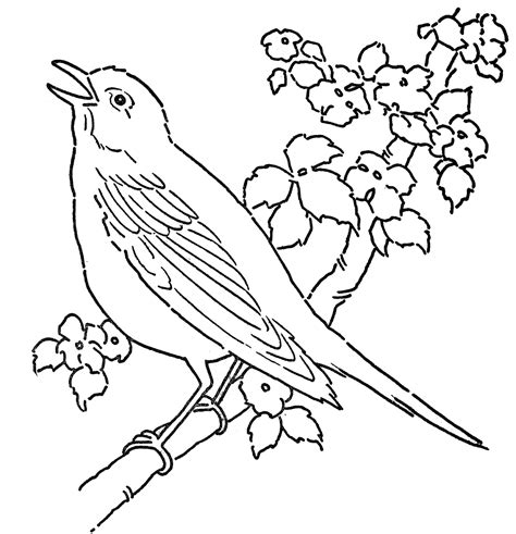 bird coloring pages    print