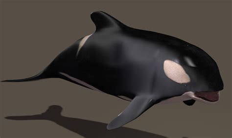 Killer Whale 3d My 3d Modeling With Poser [download And Use This 3d