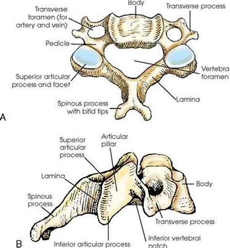 pictures  cervical vertebrae