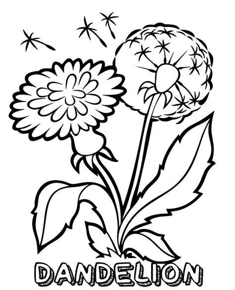 dandelion coloring page coloring pages  kids coloring pages