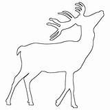 Outline Fawn Buck sketch template