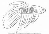 Fish Fighting Siamese Drawing Draw Betta Sketch Beta Step Fishes Drawings Paintingvalley Tutorial Animals Learn Sketches sketch template
