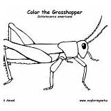 Grasshopper Insects Coloring Category sketch template