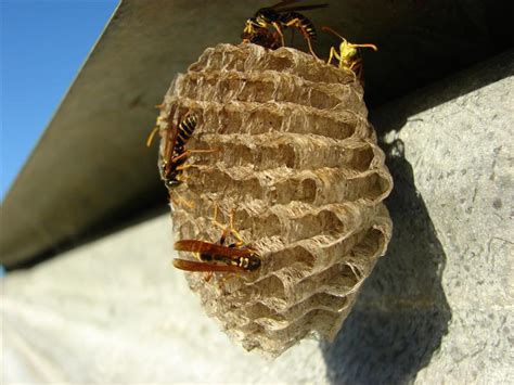 Bees Wasps And Hornets How To Recognize And Handle Them