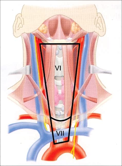 cervical lymph nodes   neck