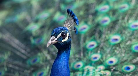 ‘peacocks Do Have Sex’ Bird Experts Deflate Rajasthan Judge’s Claims