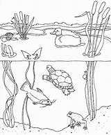 Pond Habitat Colouring Getcolorings Wetland Lily sketch template