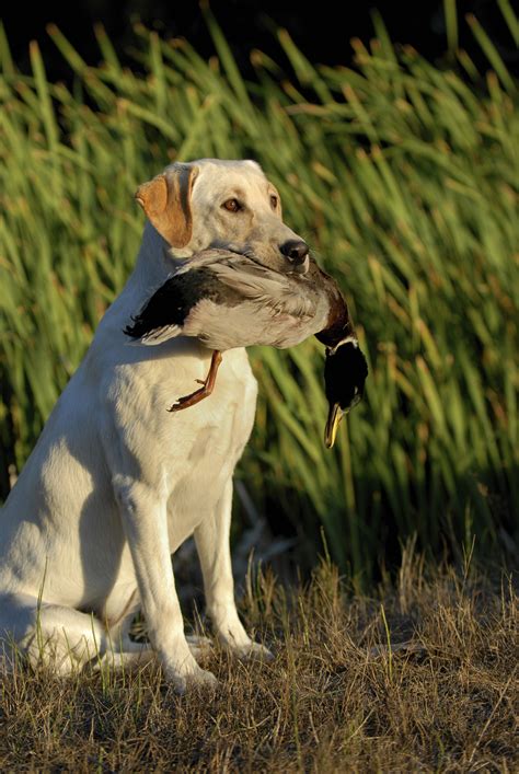 top  waterfowl dog breeds