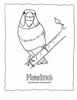 Coloring Songbird Bird Pages Finch Hawfinch Wildlife Wonderweirded Echo Finches Designlooter Teacher Resources Visit 792px 3kb sketch template