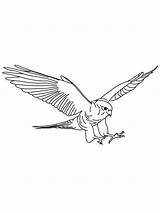 Falcon Coloring Pages Falcons Birds Flight Brown Color Recommended sketch template