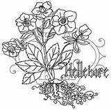 Embroidery Choose Board Hellebore Poison Pretty sketch template