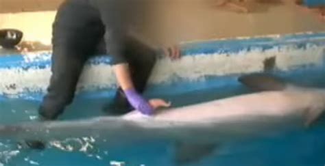 openbaar ministerie dolfijnrukker in dolfinarium harderwijk niet strafbaar looopings