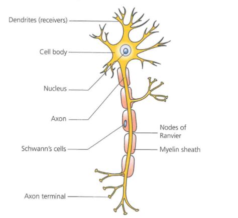 neuron structure  function diagram quizlet