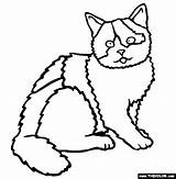 Coloring Cats Shorthair Online Pages British Cat sketch template