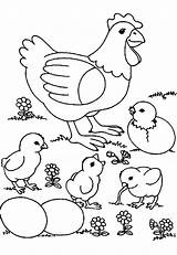Coloring Pages Hatching Chick Color sketch template