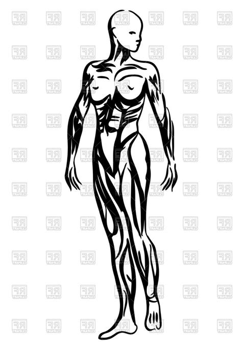 female human body outline drawing    clipartmag
