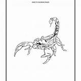 Coloring Scorpion Pages Cartoon Corduroy Printable Drawing Scorpions Tail Desert Getdrawings Getcolorings Colouring Template Animals Eating sketch template