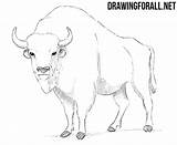 Bison Draw Drawing Animals Ayvazyan Stepan Tutorials Posted sketch template