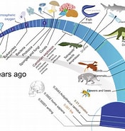 Afbeeldingsresultaten voor manteldieren Evolutie. Grootte: 176 x 185. Bron: www.rhetos.de