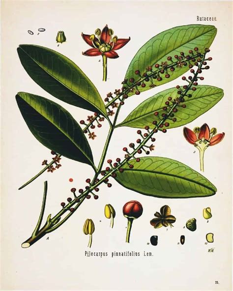 botanical printables series
