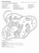 Mitochondria sketch template
