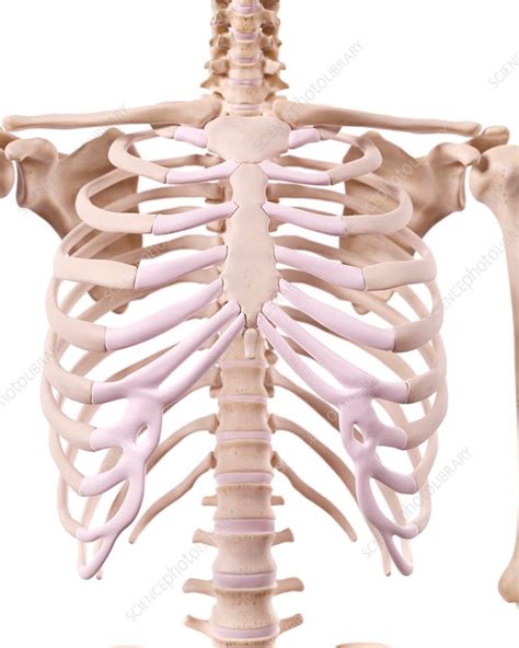 human skeletal structure stock image  science photo library