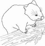 Wombat Wombats Wallaby Print Colouring Coloriages Dentistmitcham sketch template