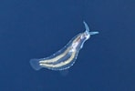 Afbeeldingsresultaten voor "cephalopyge Trematoides". Grootte: 148 x 100. Bron: oceanblue-web.com