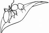 Hormigas Hormiga Hoja Animada Insectos sketch template