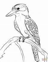 Coloring Kookaburra Australian Pages Animals Template Birds Printable Drawing Templates Laughing Supercoloring Categories sketch template