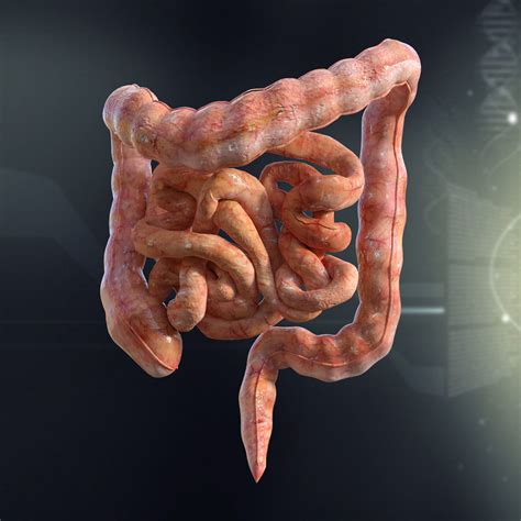 human small  large intestines anatomy  model cgtrader