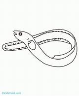 Eel sketch template