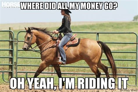 collection  equestrian memes  youll love