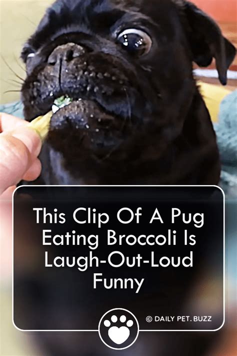 This Clip Of A Pug Eating Broccoli Is Laugh Out Loud Funny