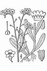 Boraginaceae Scorpioides Myosotis True sketch template