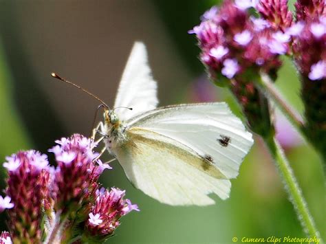 white butterflies beautiful