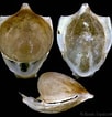 Afbeeldingsresultaten voor "cavolinia tridentata Danae". Grootte: 102 x 106. Bron: www.conchology.be
