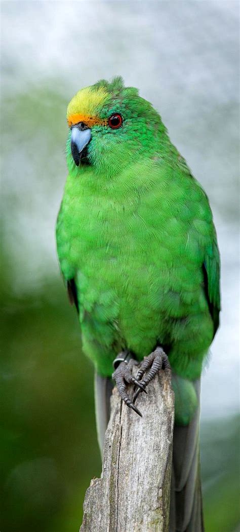 kakariki images  pinterest parakeets parrots  budgies